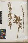 Foto von Salix fragilis L. x Salix triandra L.